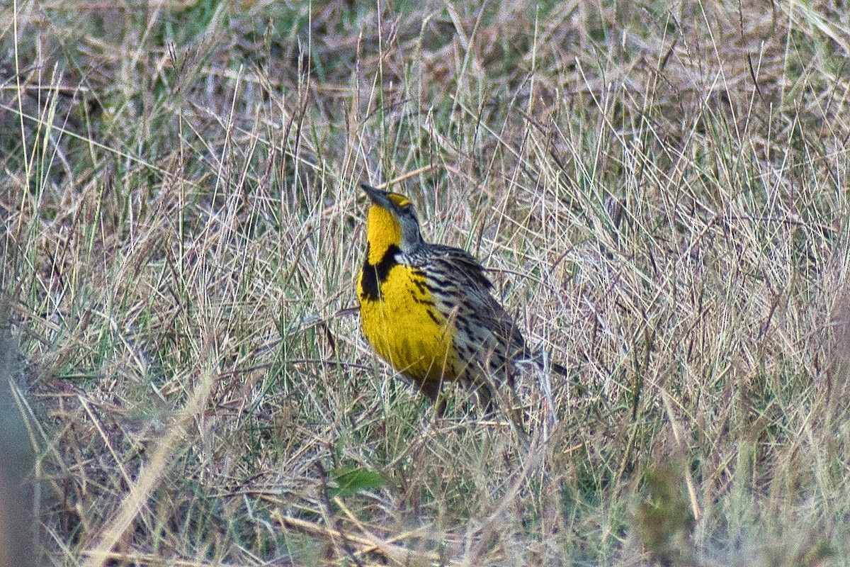 Eastern Meadowlark (Cuban) - ML647110473