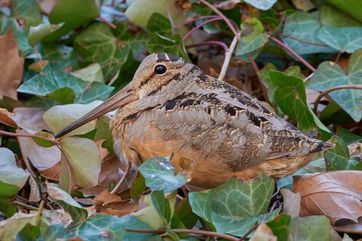 American Woodcock - ML647110477