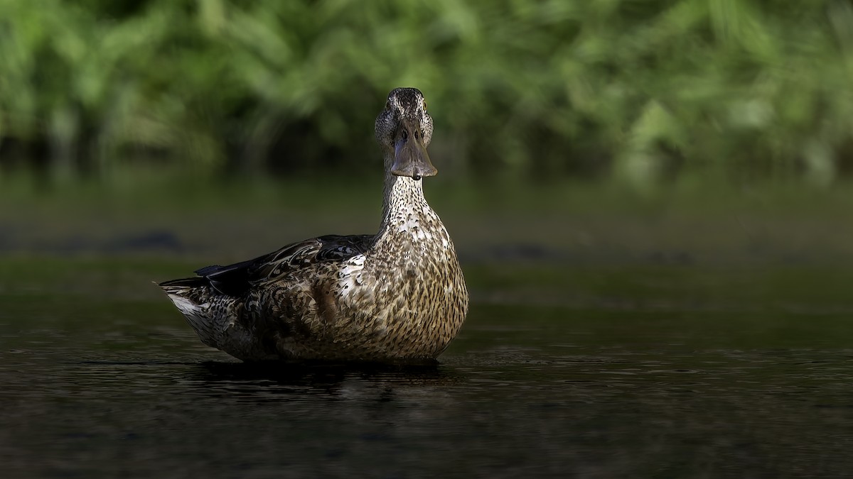 琵嘴鴨 - ML647110490
