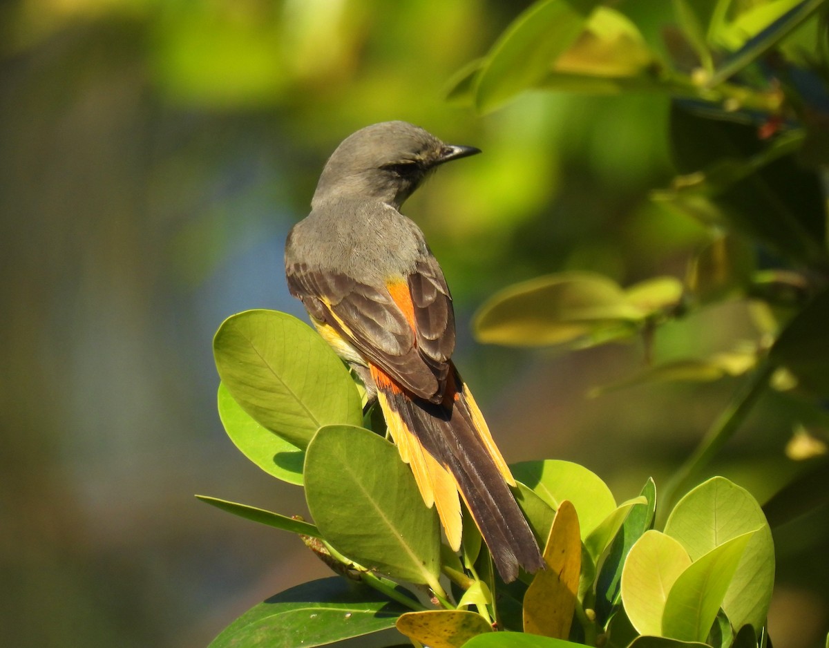 Zwergmennigvogel - ML647110491