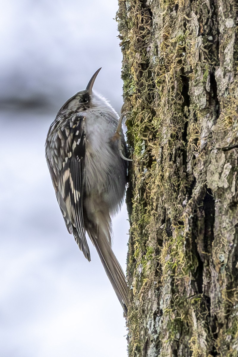 amerikatrekryper - ML647110492