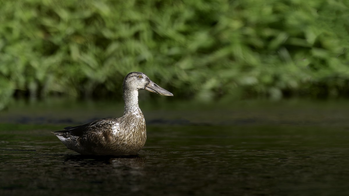 琵嘴鴨 - ML647110493