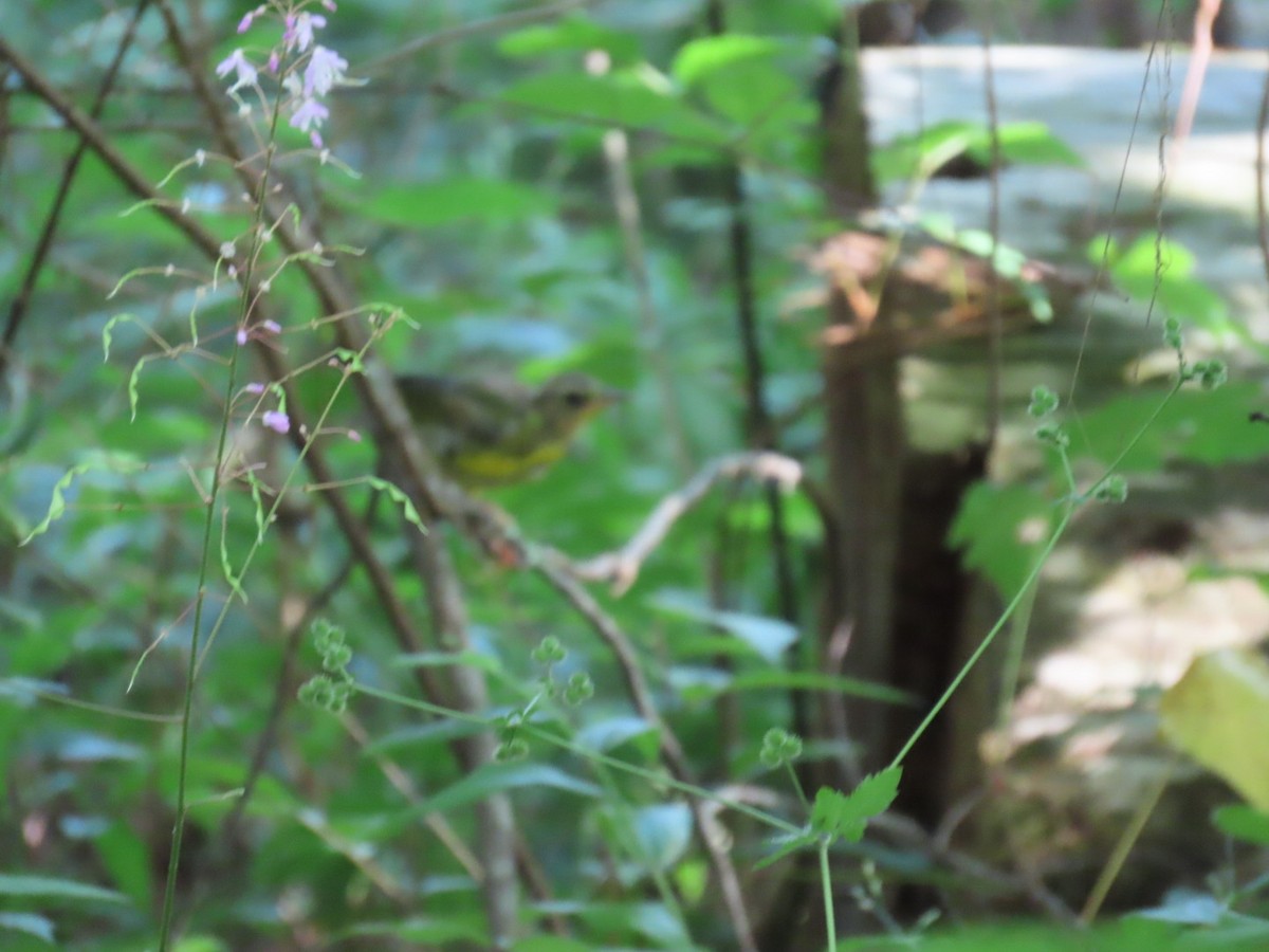 Kentucky Warbler - ML647110506