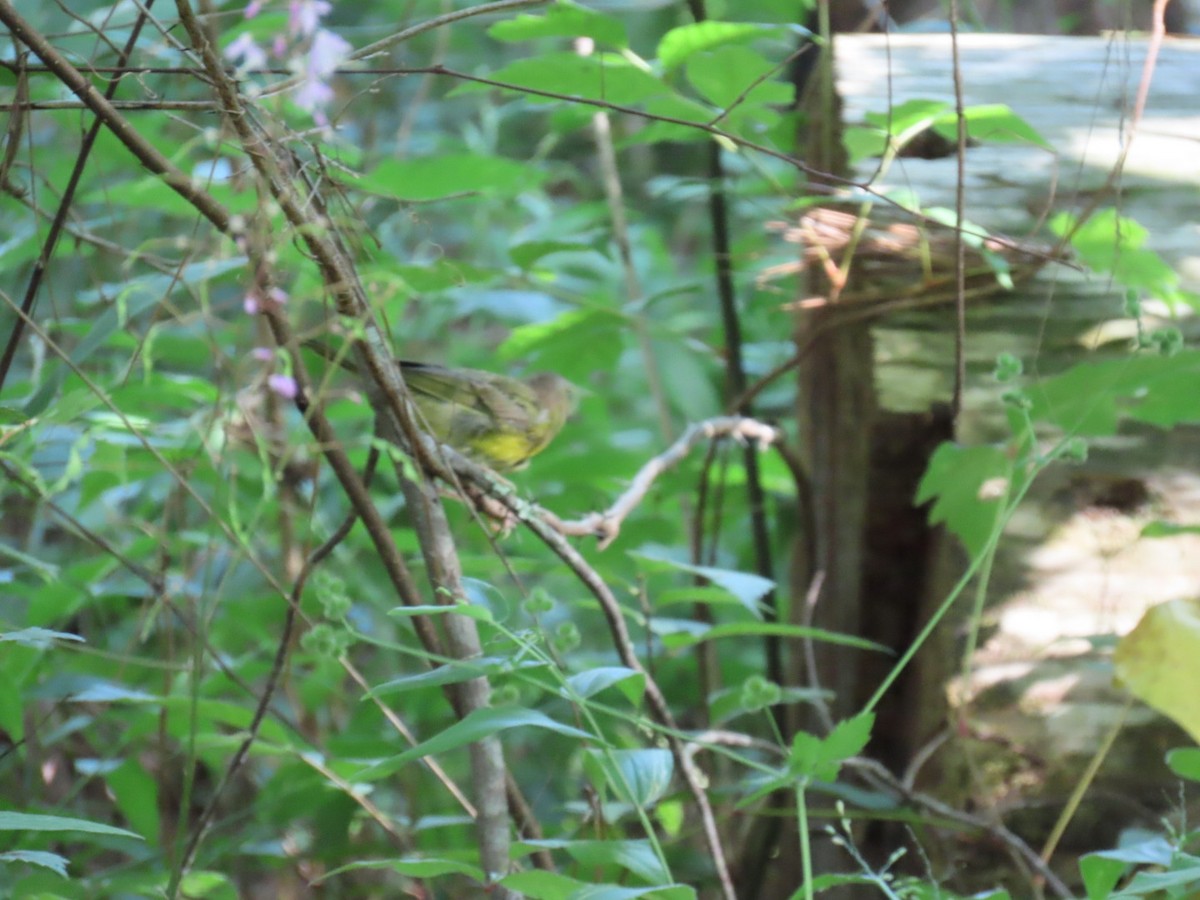 Kentucky Warbler - ML647110507