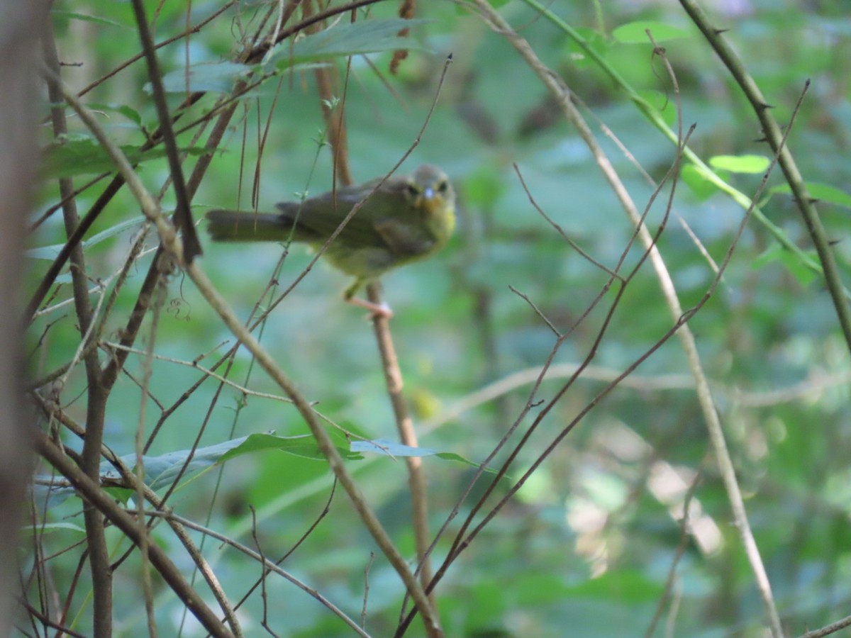 Kentucky Warbler - ML647110508