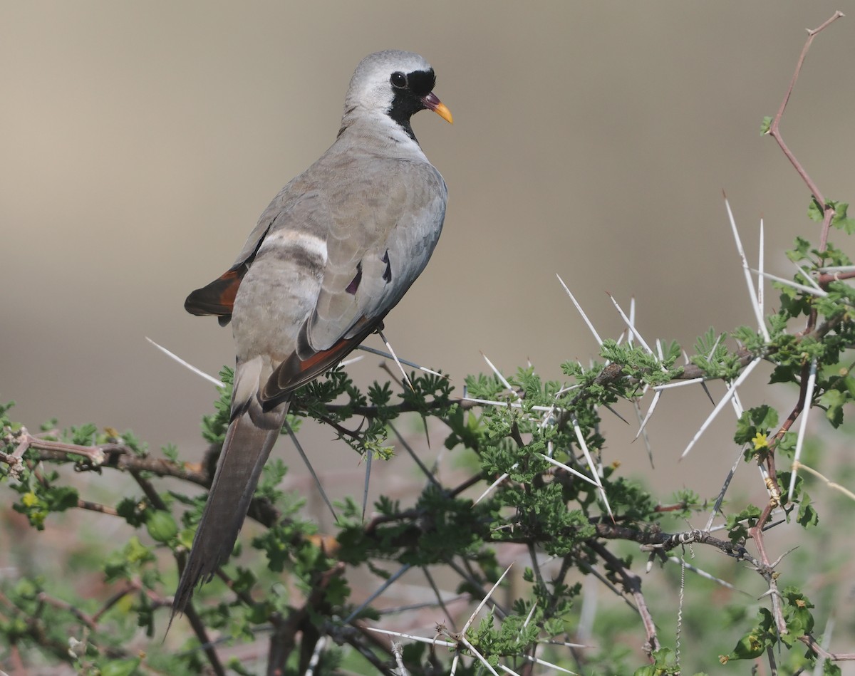 hrdlička kapská - ML647110509