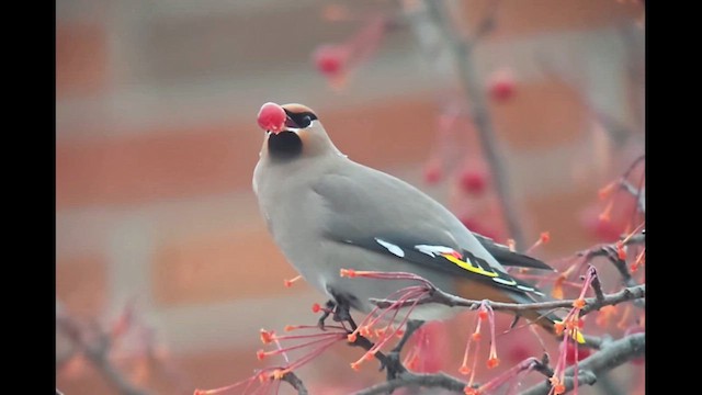 Свиристель - ML647110513