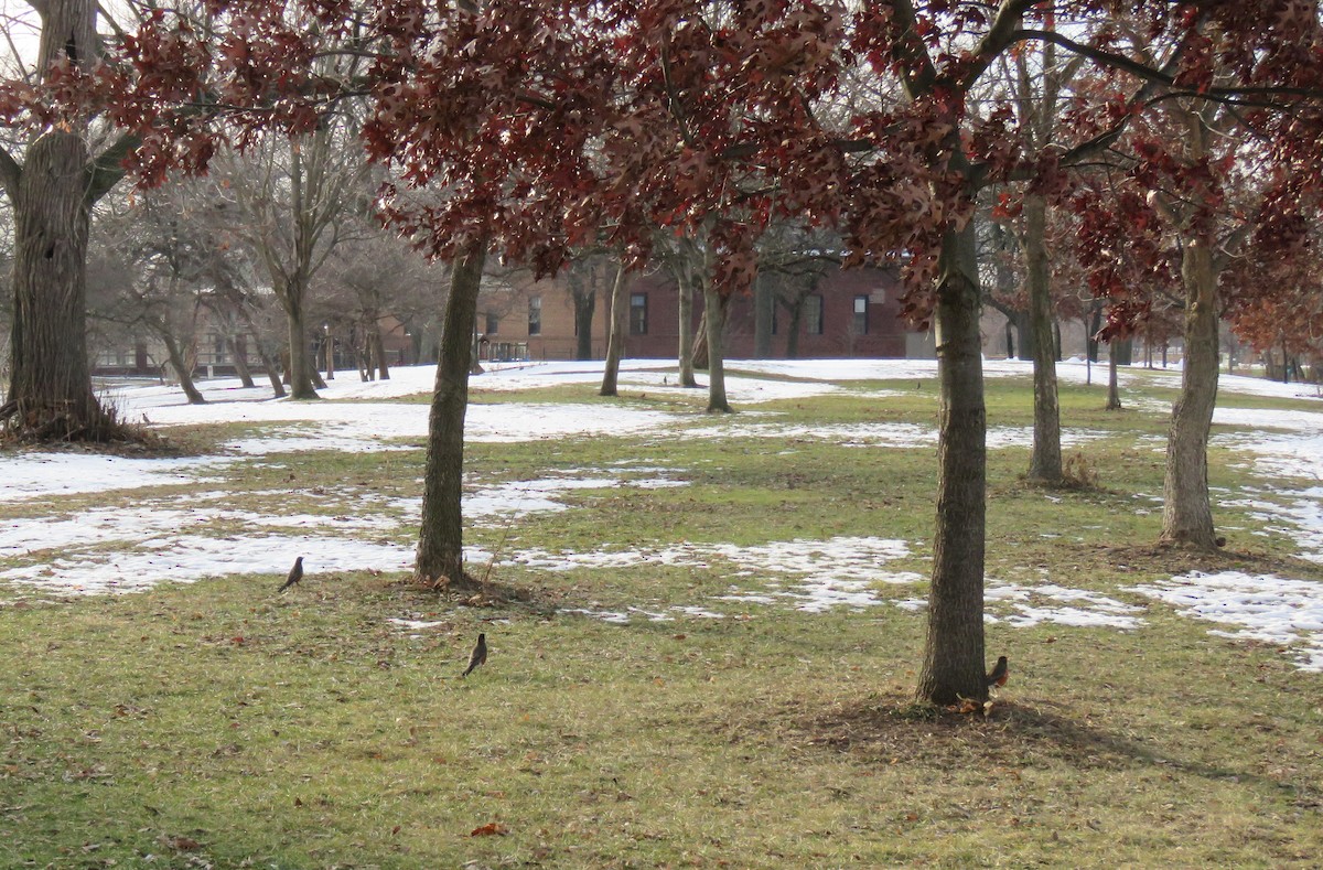 Merle d'Amérique - ML647110551