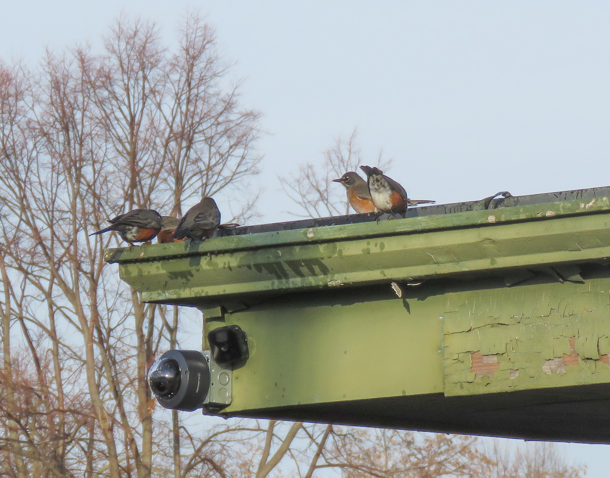 Merle d'Amérique - ML647110555