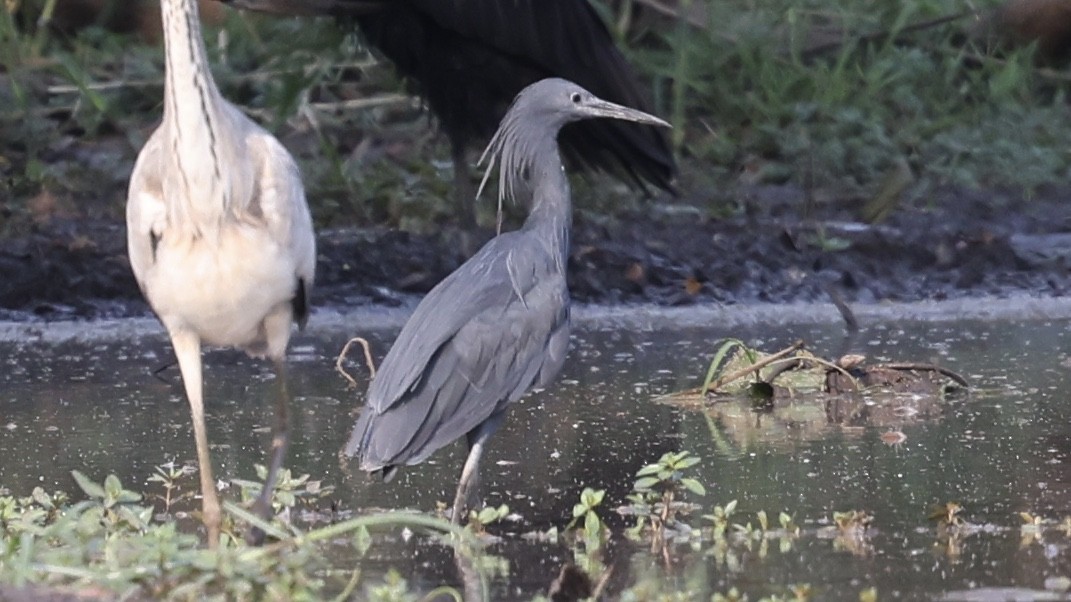 Black Heron - ML647110574