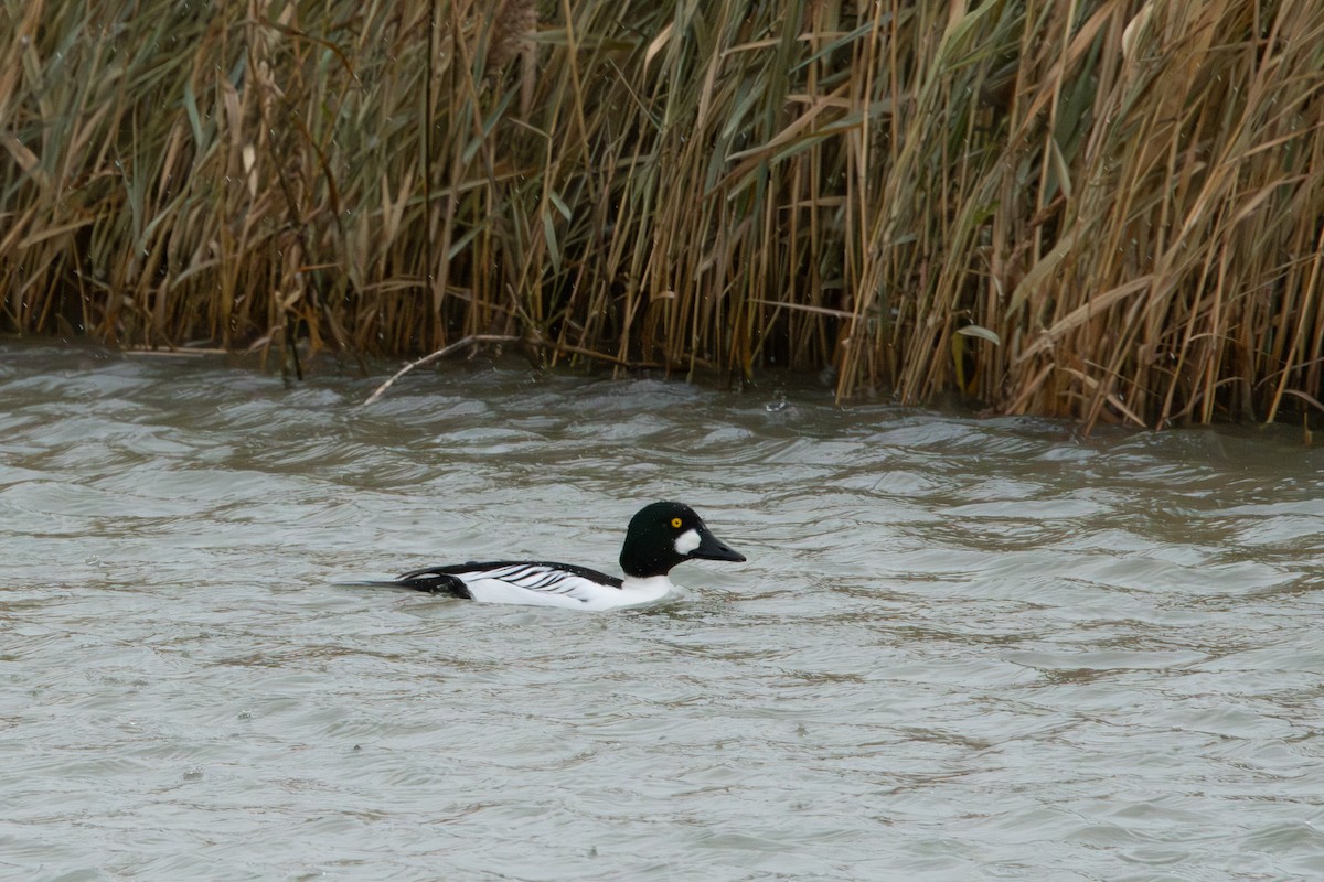 Garrot à oeil d'or - ML647110575