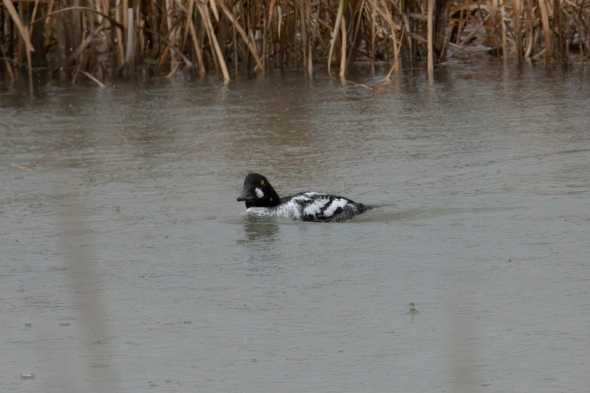 Garrot à oeil d'or - ML647110576