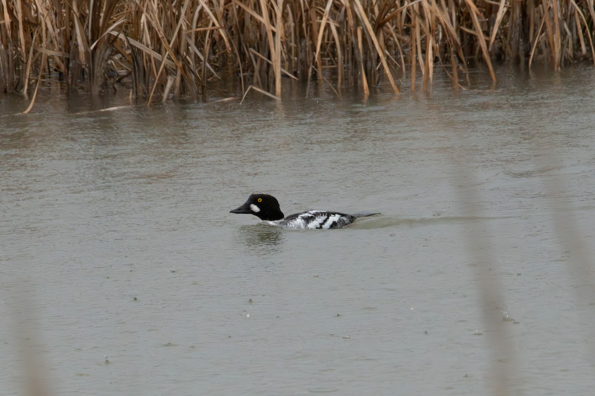 Garrot à oeil d'or - ML647110577