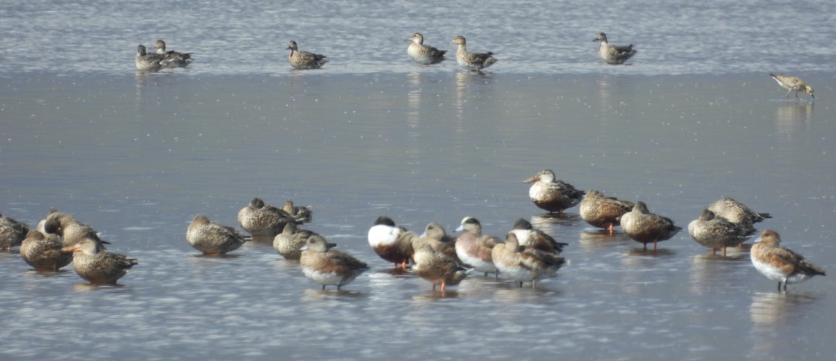 琵嘴鴨 - ML647110578