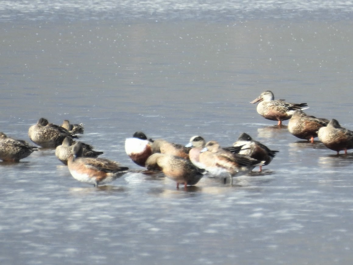 琵嘴鴨 - ML647110579