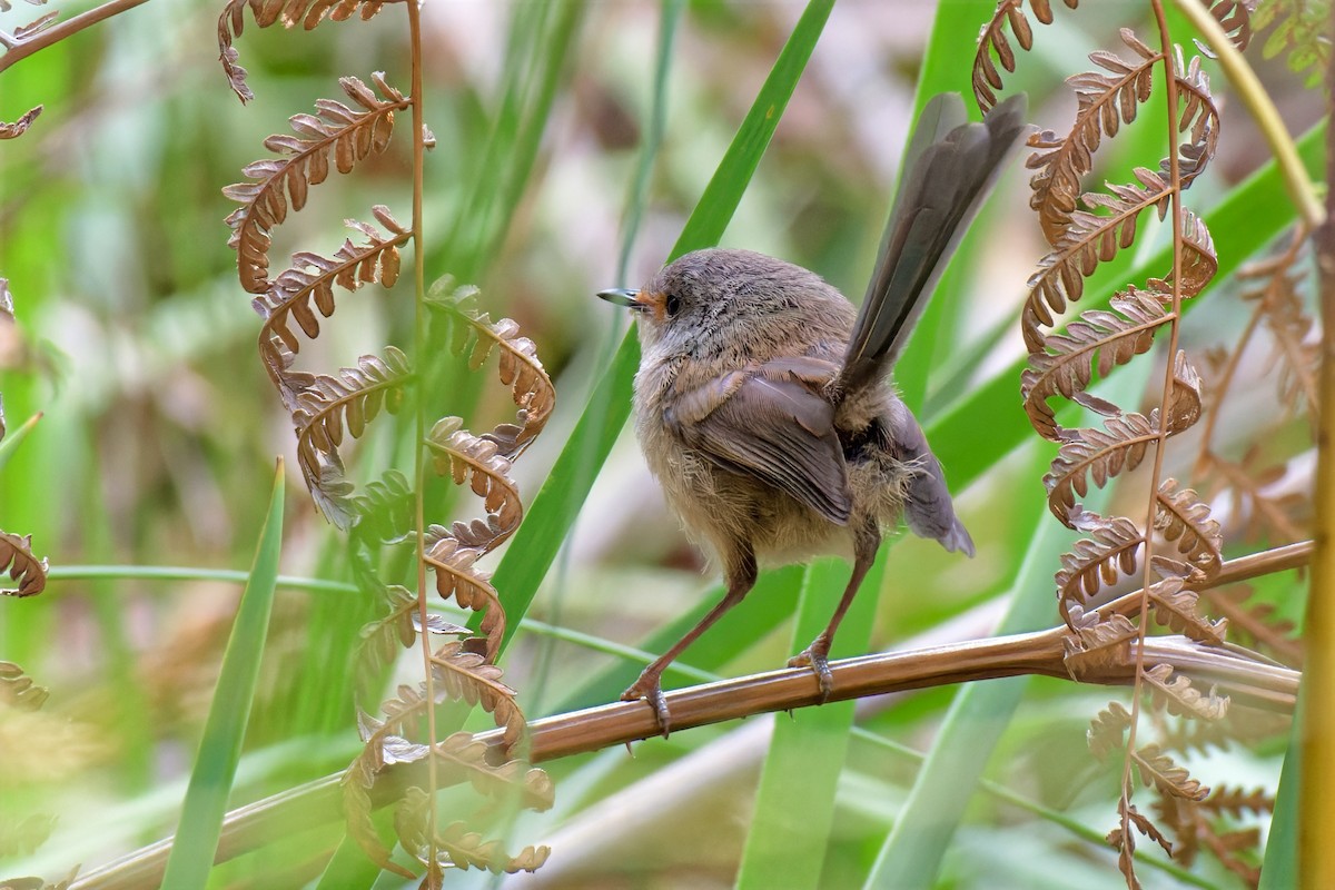 Red-winged Fairywren - ML647110593