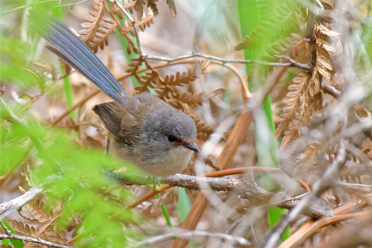 Red-winged Fairywren - ML647110594
