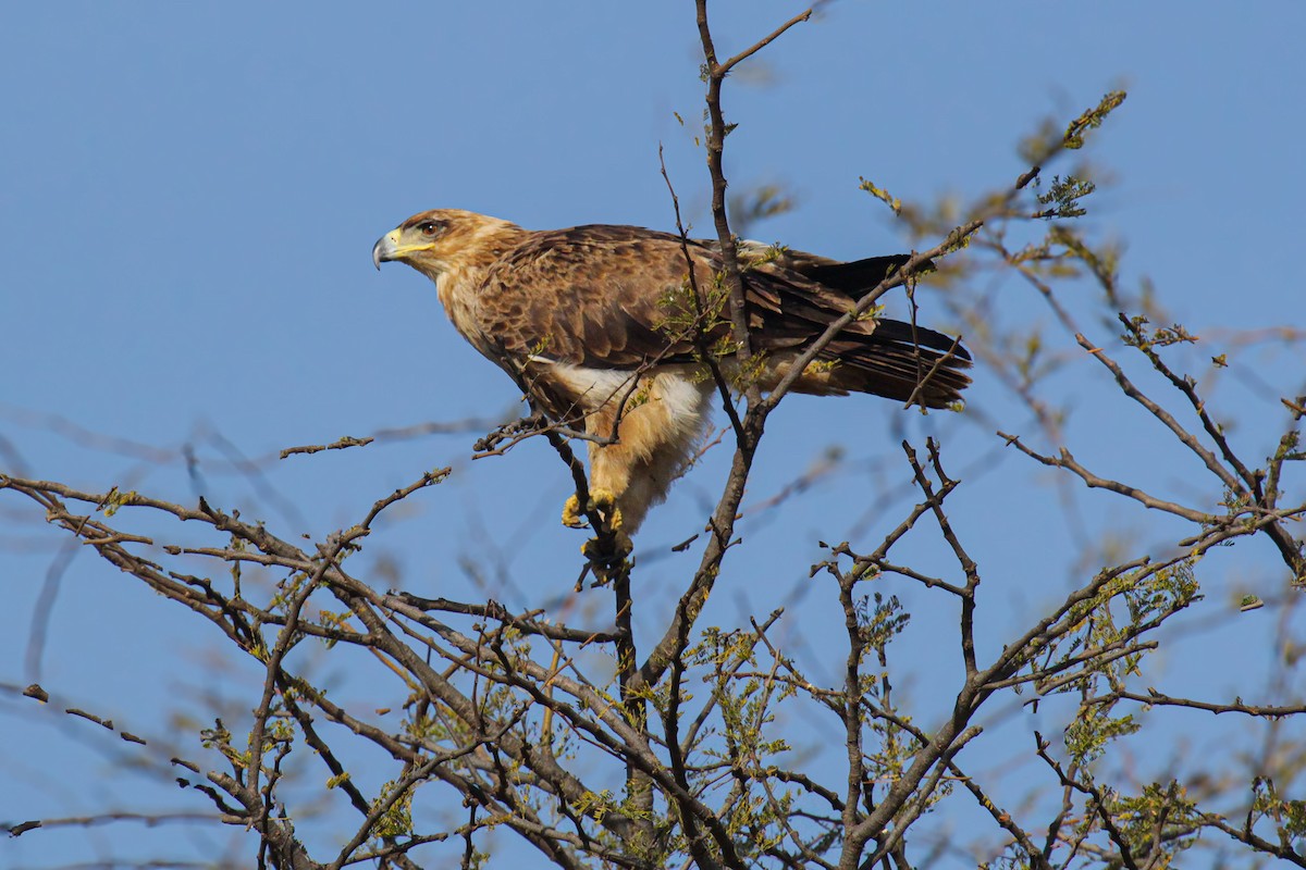 Tawny Eagle - ML647110611