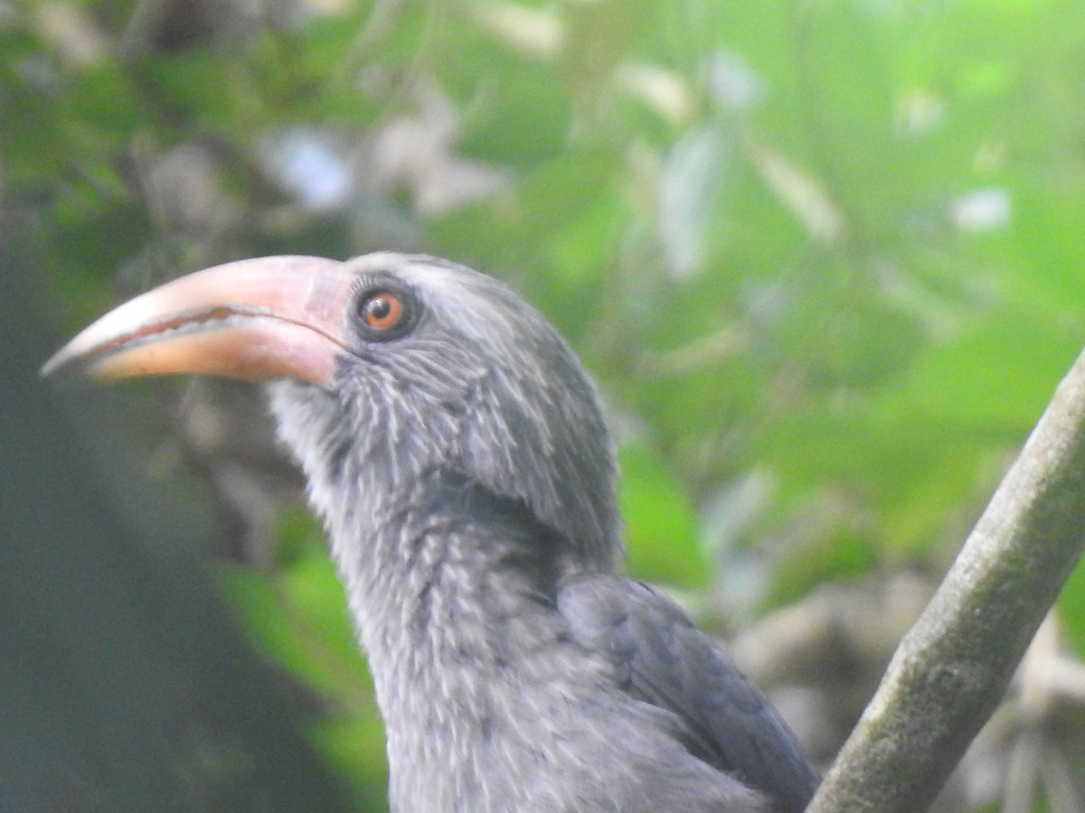Malabar Gray Hornbill - ML647110622