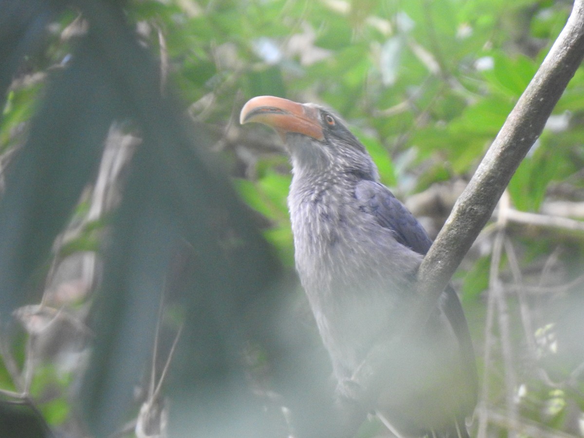 Malabar Gray Hornbill - ML647110623
