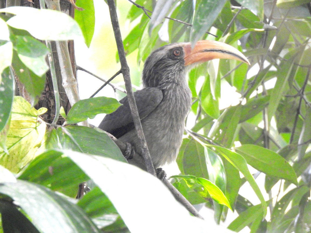 Malabar Gray Hornbill - ML647110624