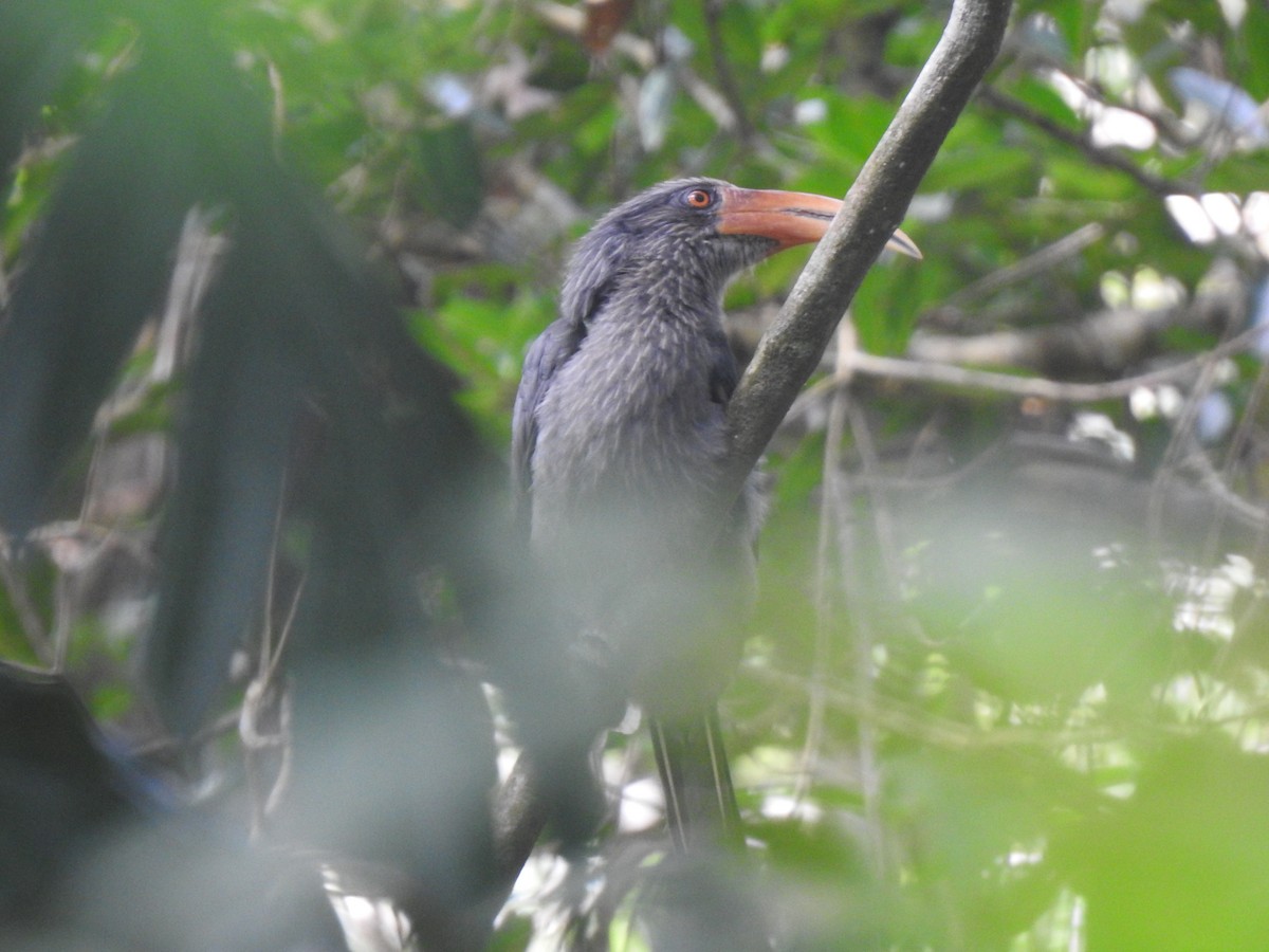 Malabar Gray Hornbill - ML647110625