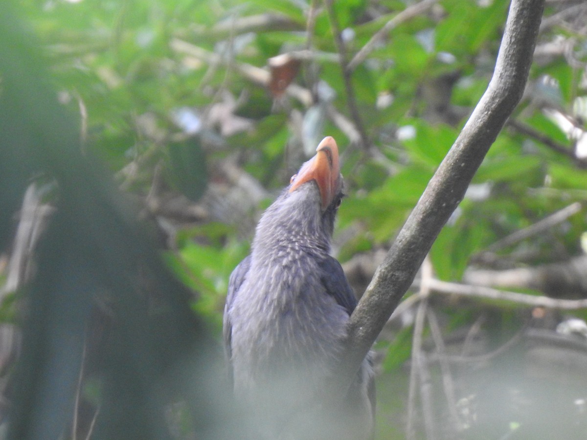 Malabar Gray Hornbill - ML647110626