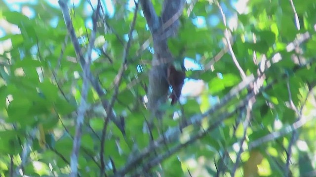 Wedge-billed Woodcreeper - ML647110630