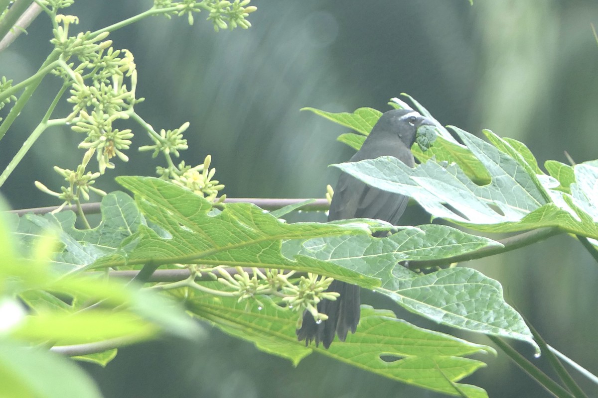 Kuzeyli Kurşuni Saltator - ML647110632