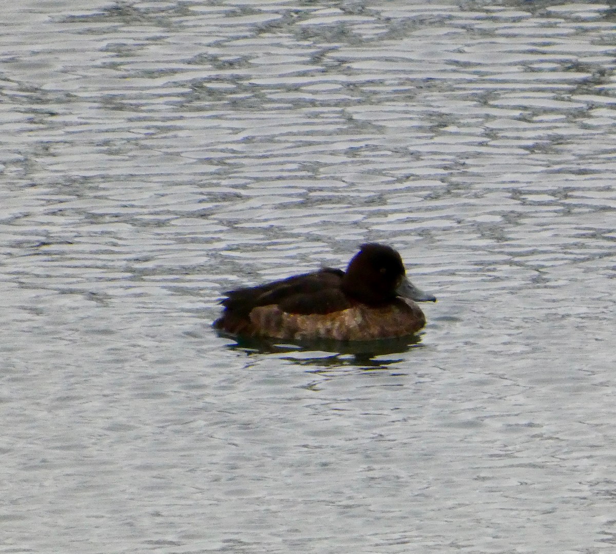 Tufted Duck - ML647110636