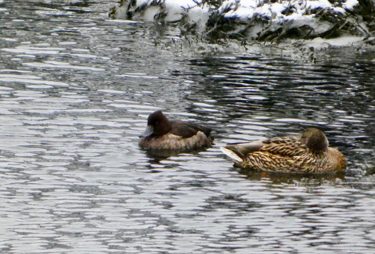 Tufted Duck - ML647110637