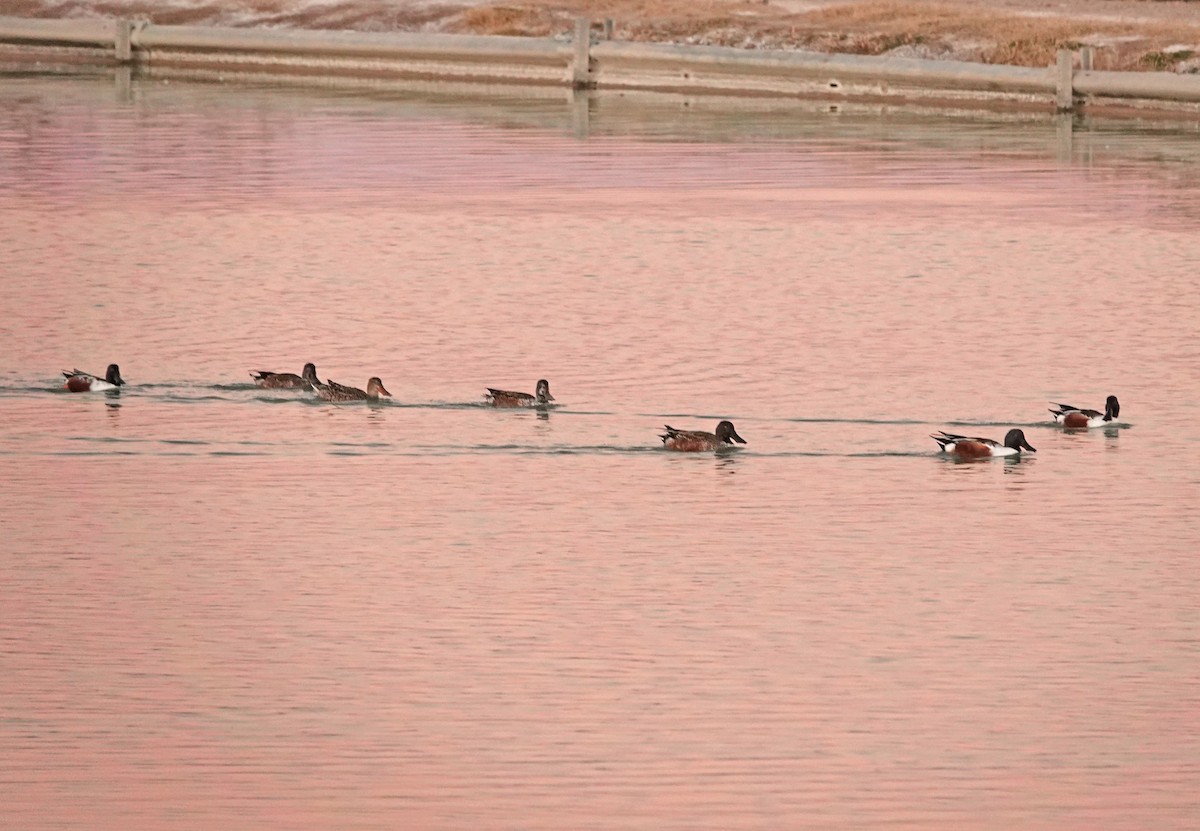 琵嘴鴨 - ML647110638