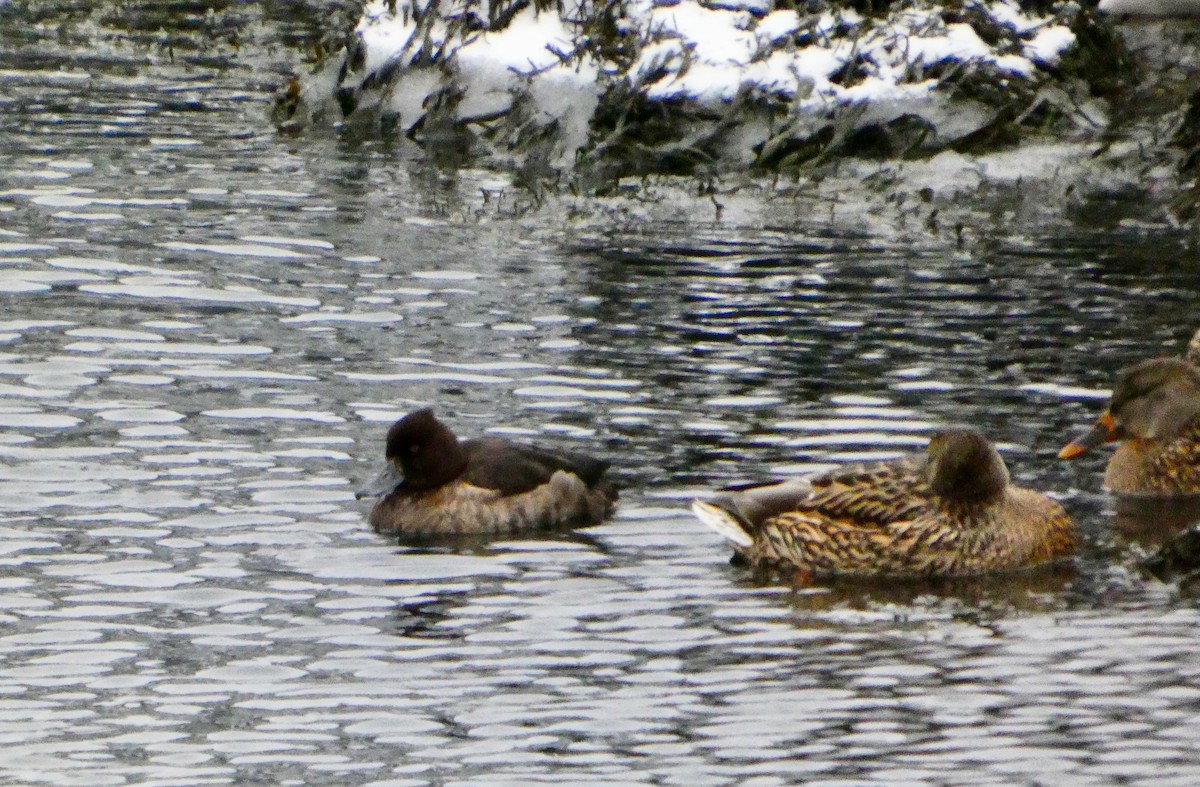 Tufted Duck - ML647110639