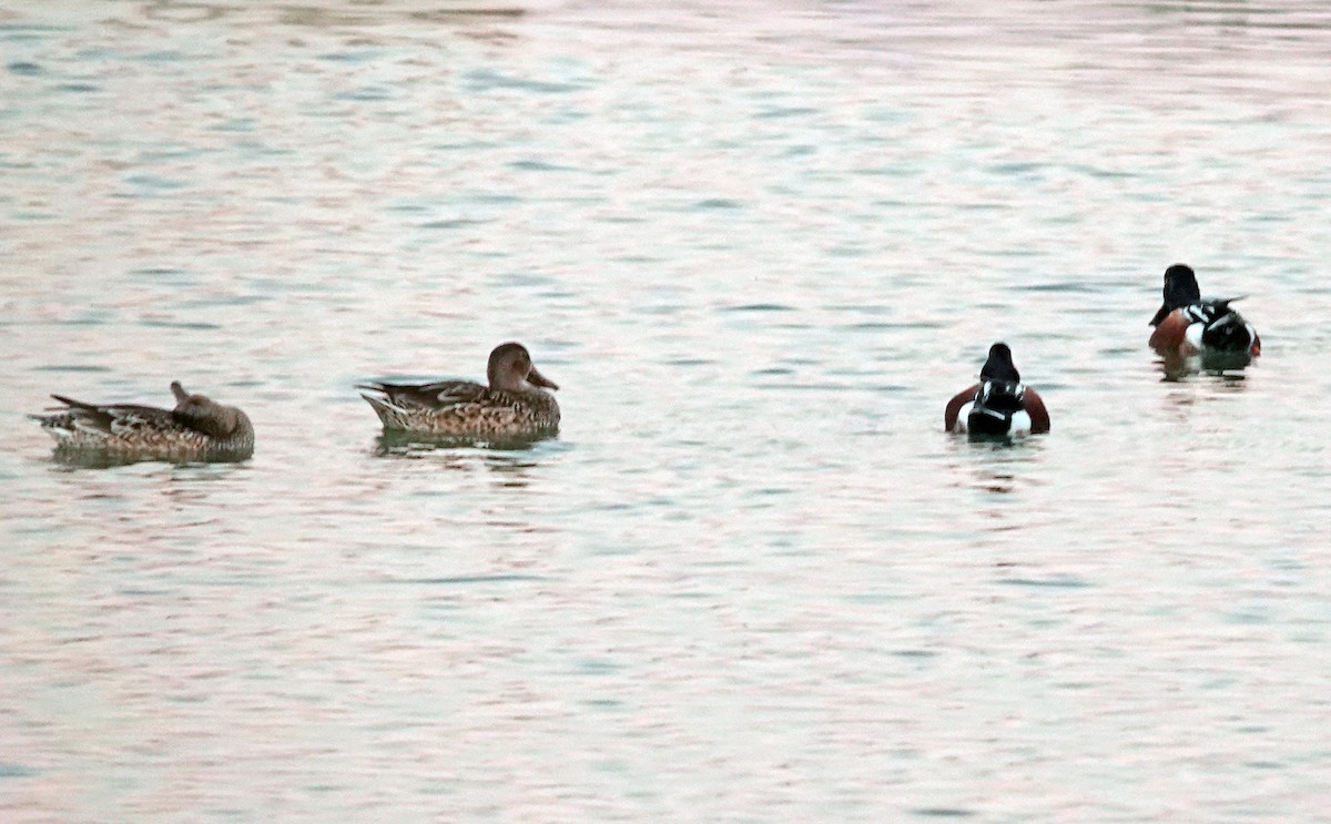 琵嘴鴨 - ML647110643