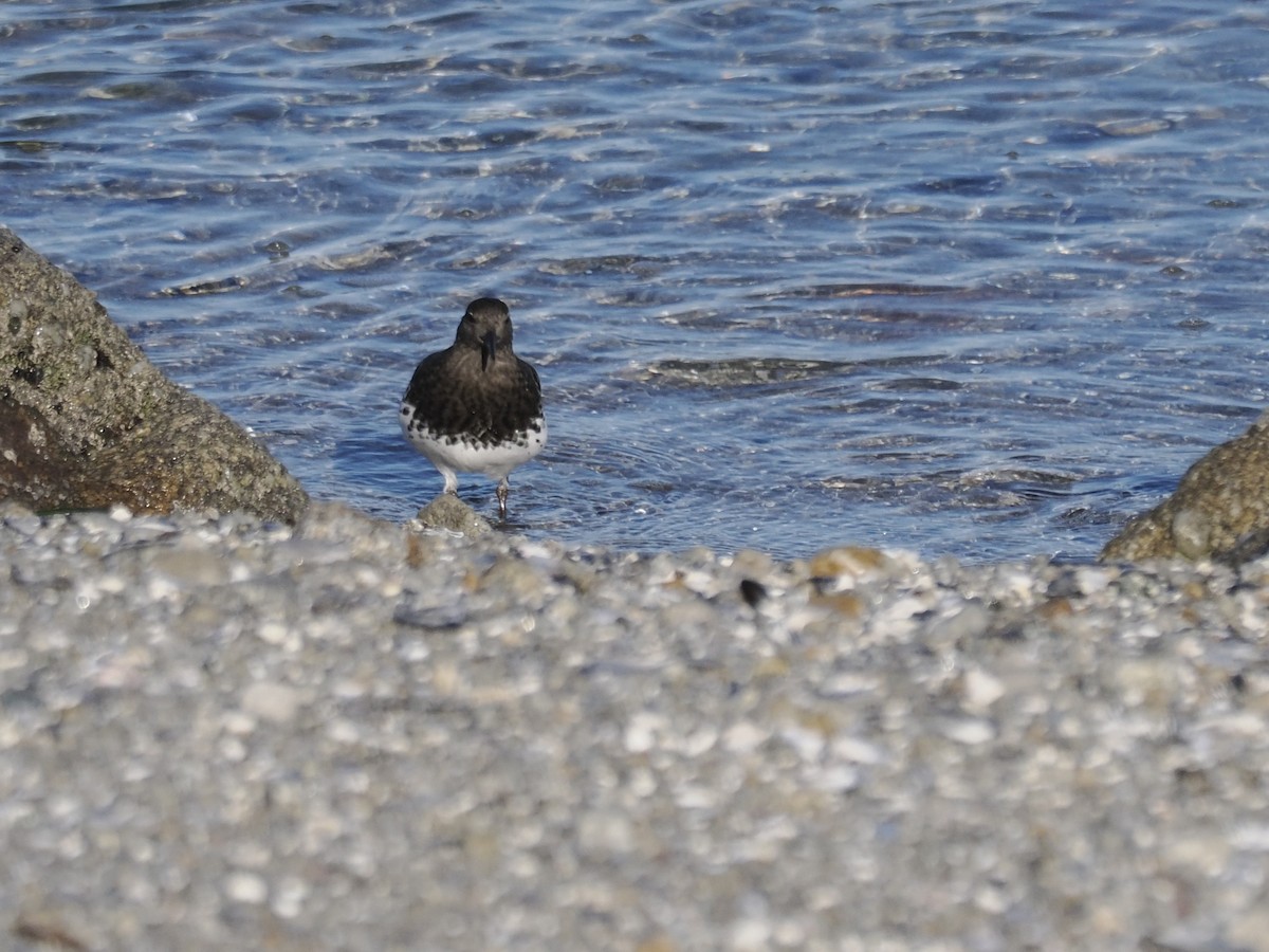 Black Turnstone - ML647110653