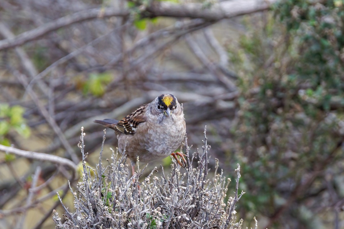 Golden-crowned Sparrow - ML647110658