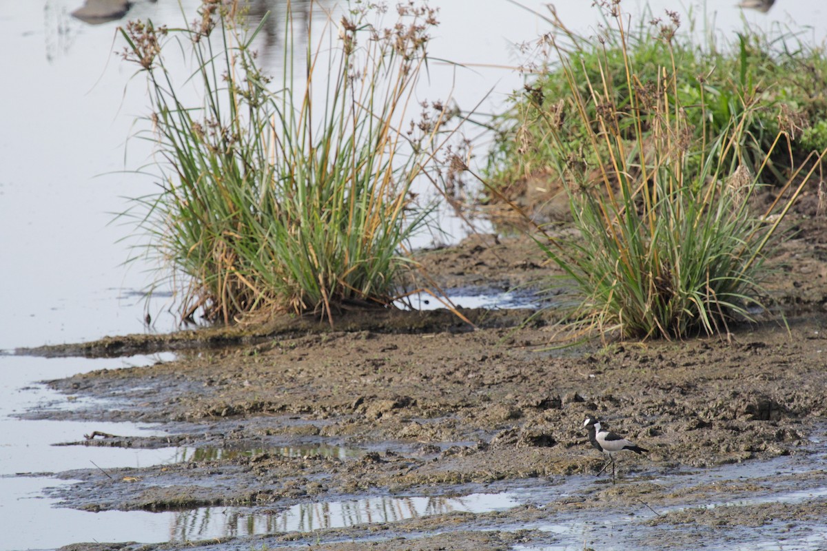 Blacksmith Lapwing - ML647110665