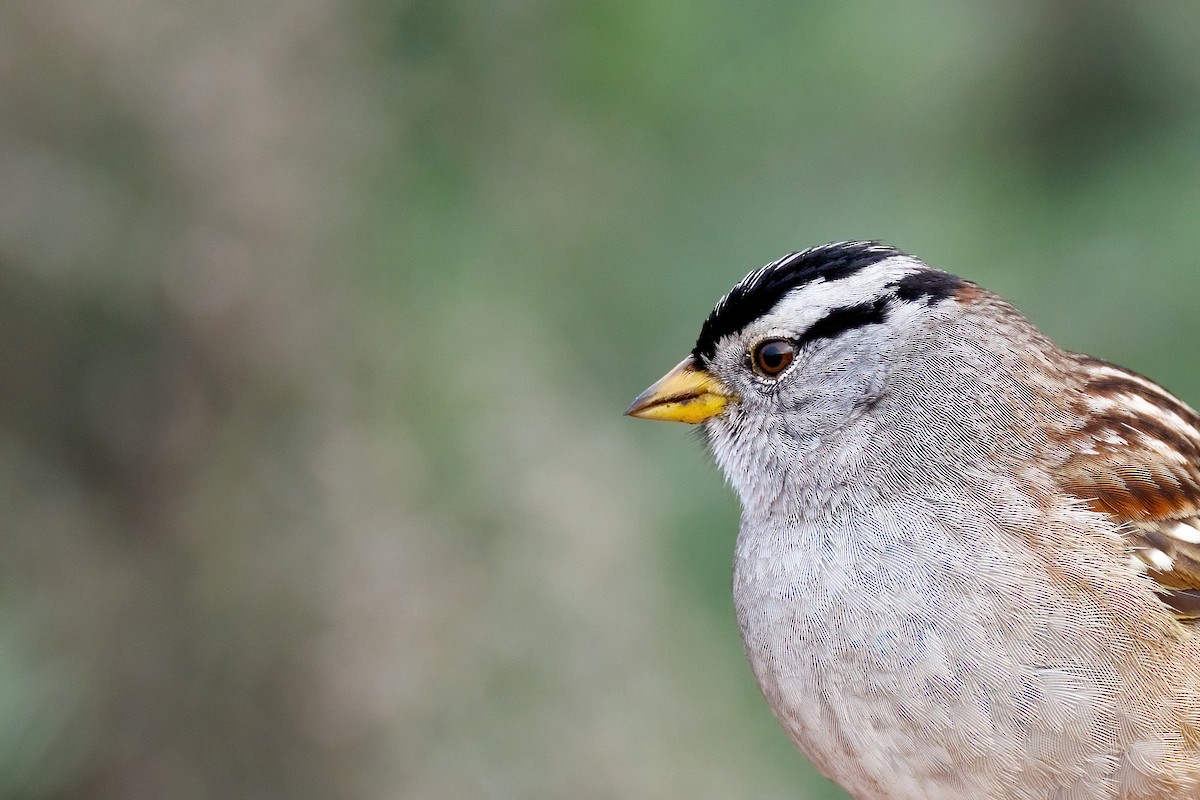 strnadec bělopásý - ML647110666