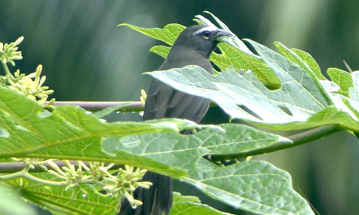 Kuzeyli Kurşuni Saltator - ML647110667