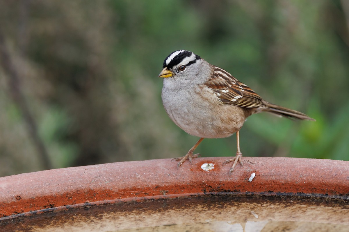 strnadec bělopásý - ML647110668