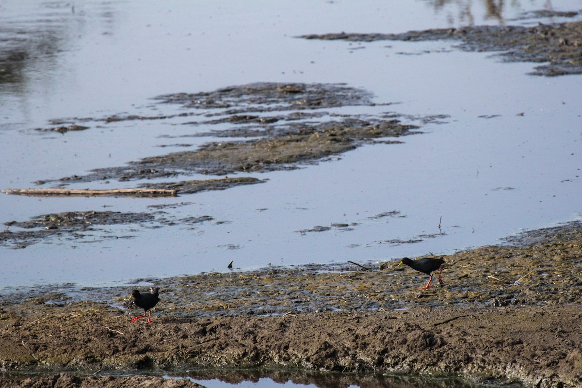 Black Crake - ML647110670