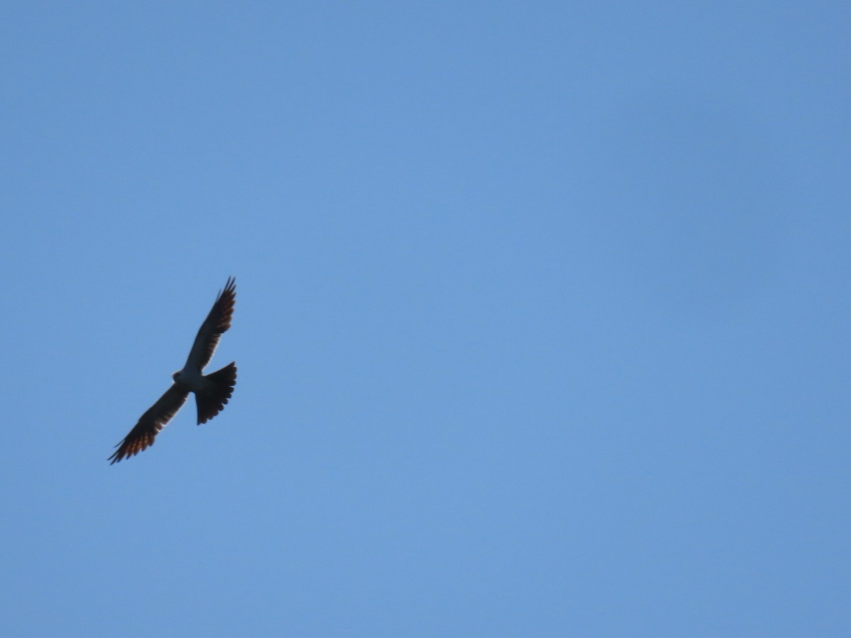 Mississippi Kite - ML647110673
