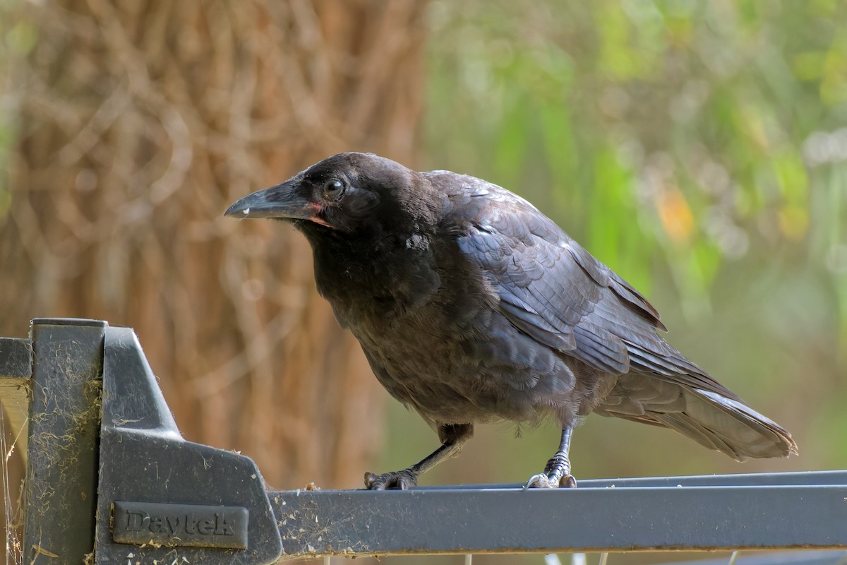 Australian Raven - ML647110676