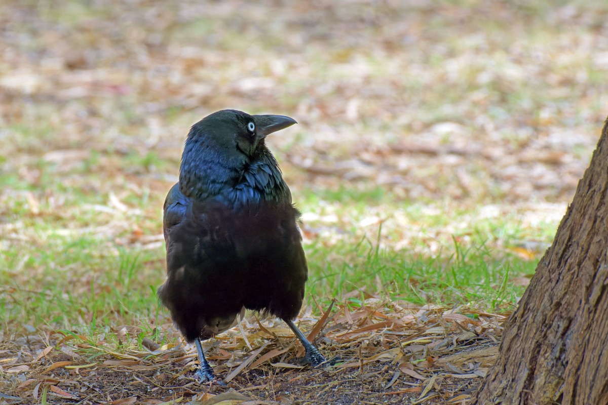 Australian Raven - ML647110677