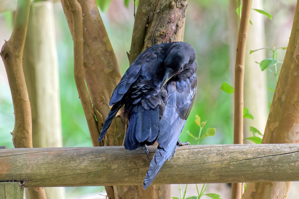 Australian Raven - ML647110678
