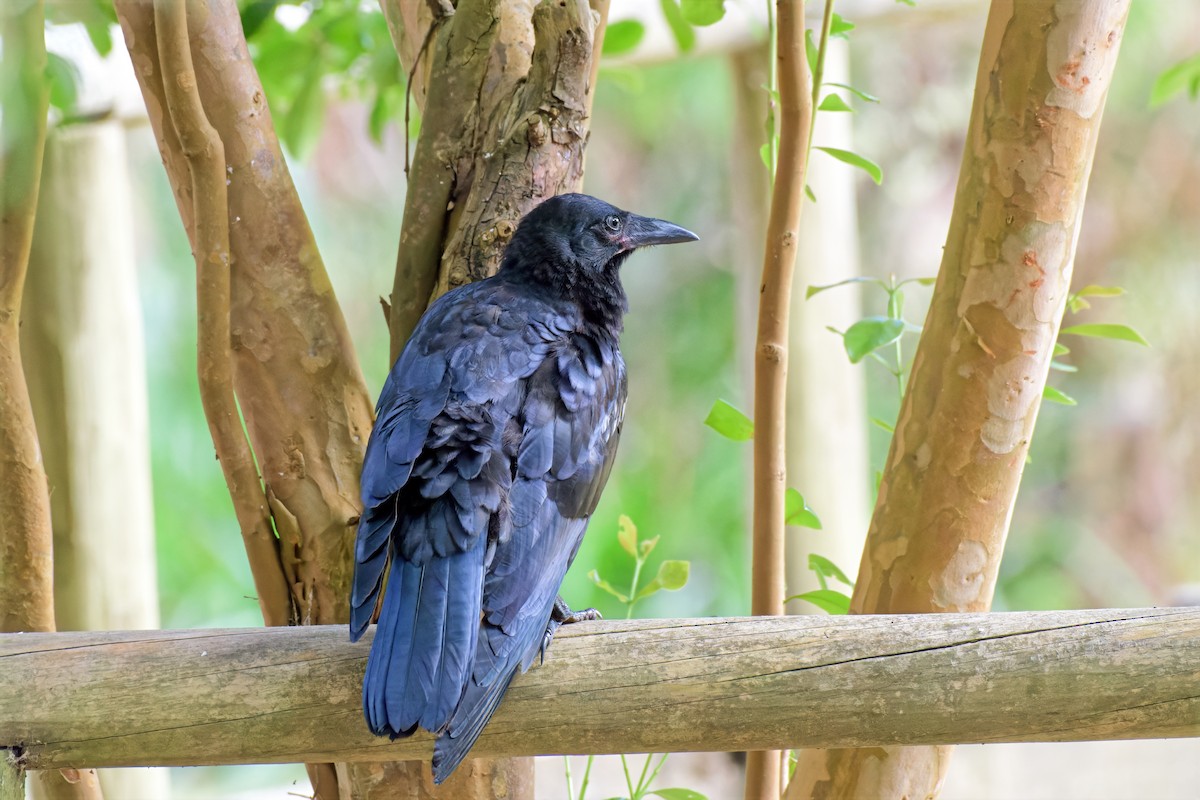 Australian Raven - ML647110679