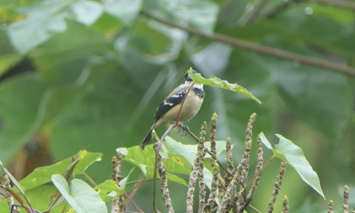 Morelet's Seedeater - ML647110680