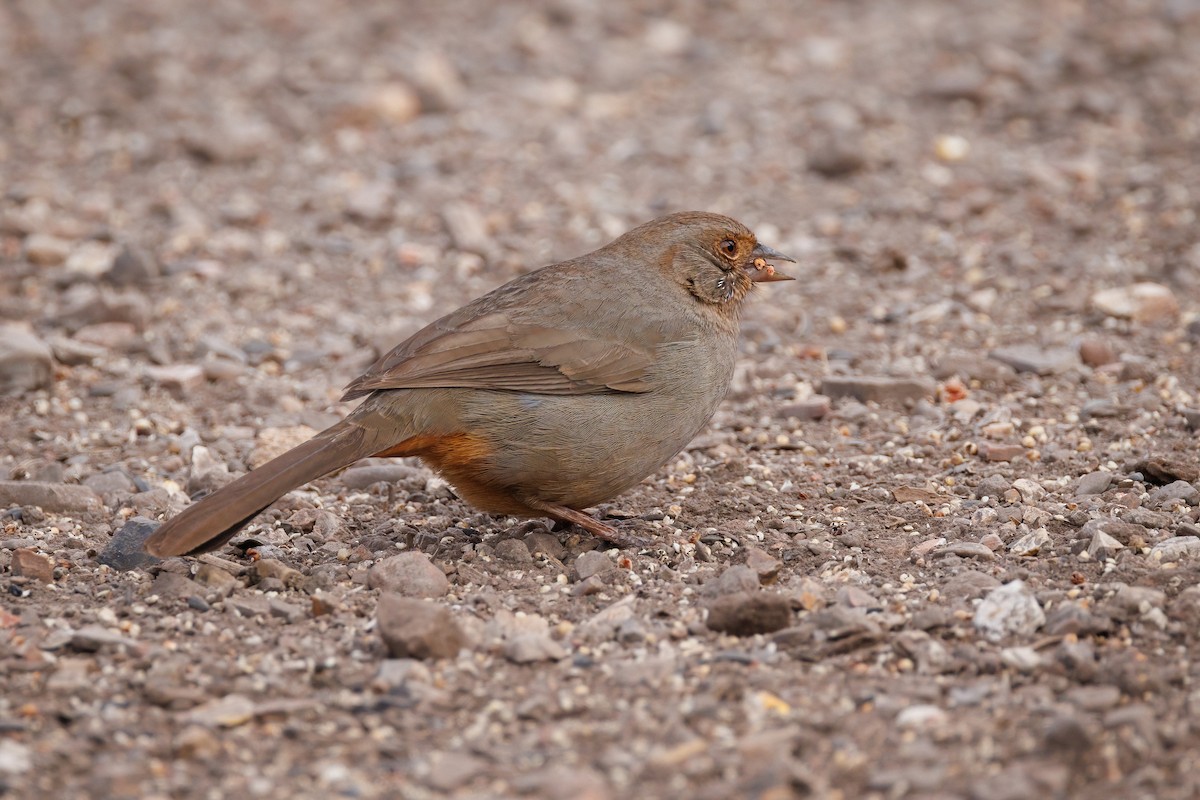 California Towhee - ML647110684