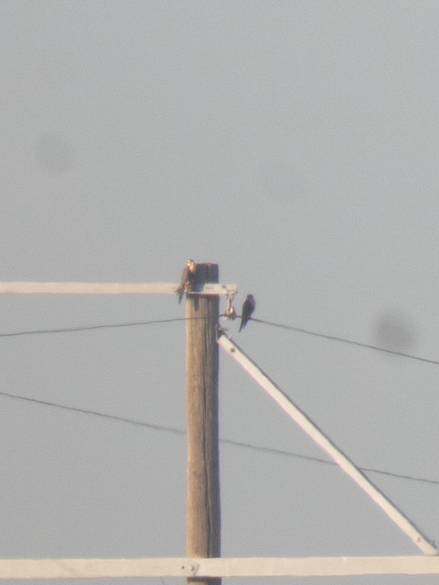 Aplomado Falcon - ML647110687