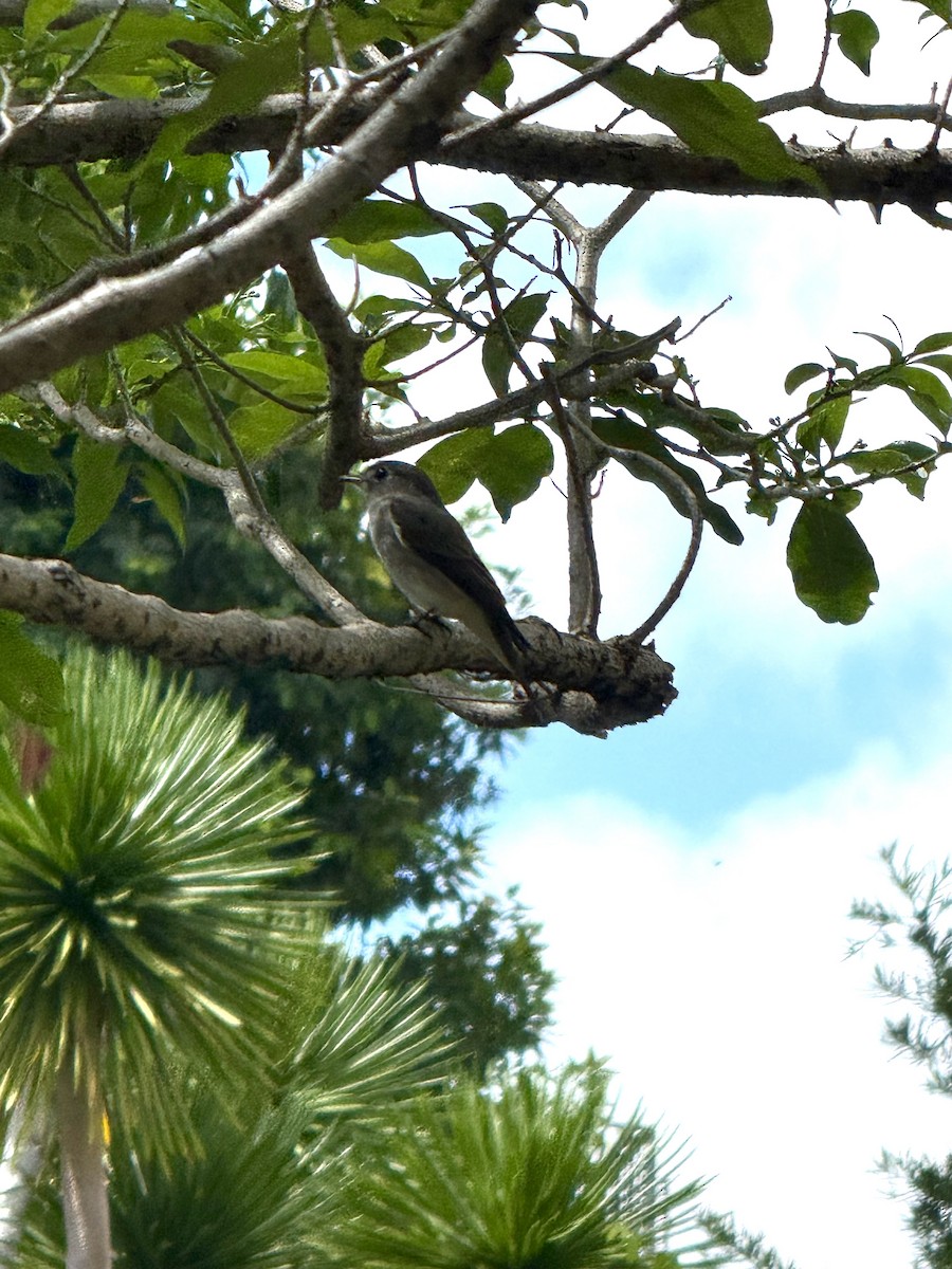 Asian Brown Flycatcher - ML647110688